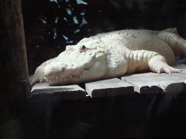 Leucistic alligator (not albino because he has blue eyes!)